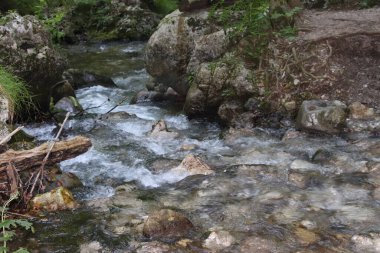 Ormandaki gür çalılıkların arasında güzel dağ dereleri çağlayan manzara manzarası. Küçük nehri olan Idyllic yeşil manzarası 