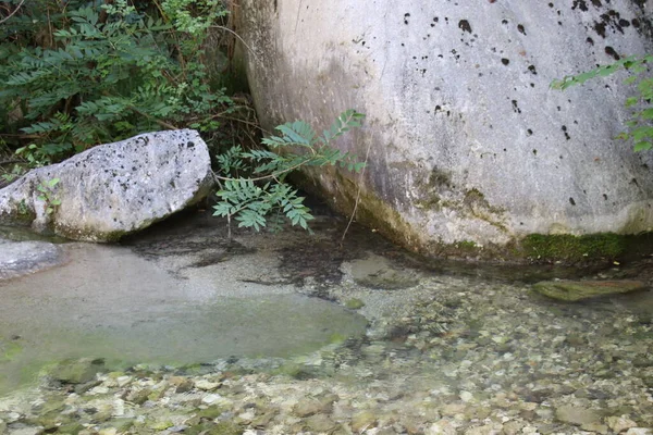 Ormandaki Gür Çalılıkların Arasında Güzel Dağ Dereleri Çağlayan Manzara Manzarası — Stok fotoğraf