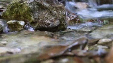 Ormandaki gür çalılıkların arasında güzel dağ dereleri çağlayan manzara manzarası. Küçük nehri olan Idyllic yeşil manzarası 