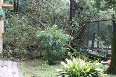 Kasırgadan sonra bir ağacın hortumuyla devrildikten sonra bir ağacı kapat.