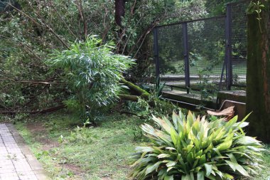 Kasırgadan sonra bir ağacın hortumuyla devrildikten sonra bir ağacı kapat.