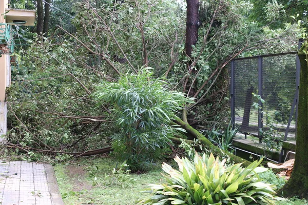 Kasırgadan sonra bir ağacın hortumuyla devrildikten sonra bir ağacı kapat.