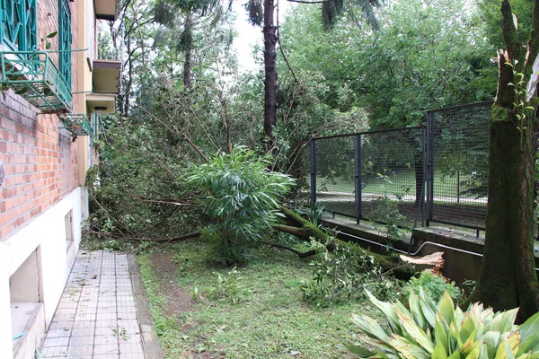 Kasırgadan sonra bir ağacın hortumuyla devrildikten sonra bir ağacı kapat.