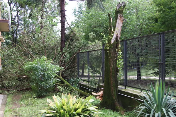 Nahaufnahme Eines Umgestürzten Baumes Nach Einem Tornado — Stockfoto