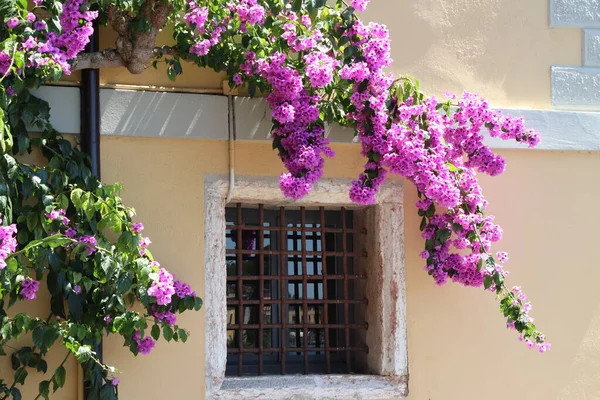 Flower Bougainvillea Est Genre Plantes Famille Des Nyctaginaceae — Photo