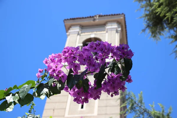 Květ Bougainvillea Rod Rostlin Čeledi Nyctaginaceae — Stock fotografie