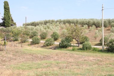Tuscany, İtalya 'da ekili arazisi olan kırsal alan