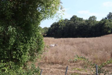 Tuscany, İtalya 'da ekili arazisi olan kırsal alan