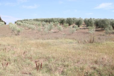 Ormanda yeşil ağaçlar