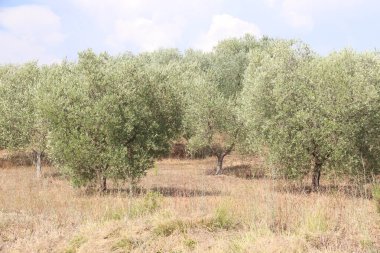 Kırsalda zeytin ağaçları.