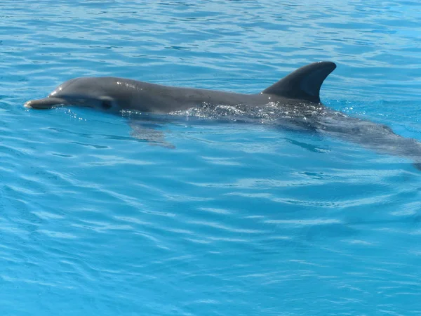 Hermosa Delfin Agua Transparente Azul — Foto de Stock