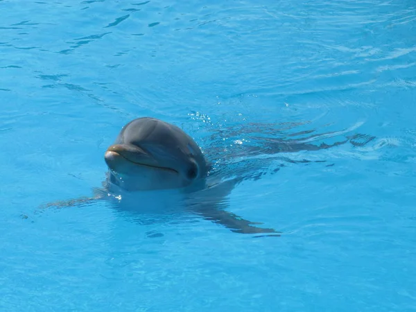 Hermosa Delfin Agua Transparente Azul — Foto de Stock