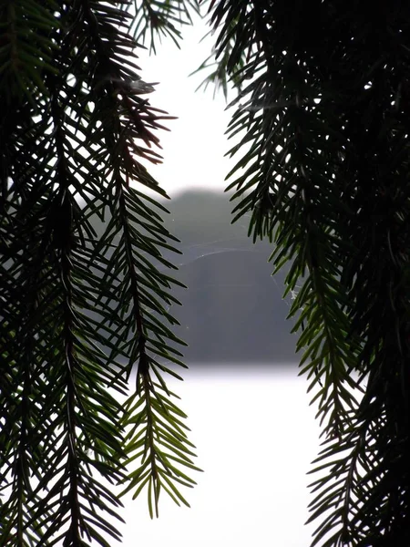 Folhas Tropicais Penduradas Cima Escondendo Uma Lagoa Frente — Fotografia de Stock