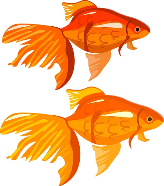 Peixe Dourado Para Aquário Dois Tons Amarelo Laranja —  Vetores de Stock