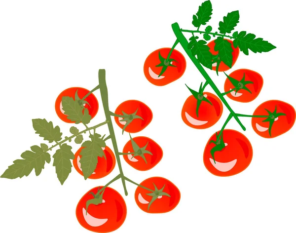 Voici Des Tomates Cerises Avec Une Feuille Toutes Les Parties — Image vectorielle