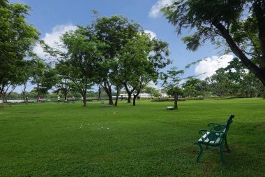 Parkta sabah ferahlatıcı doğal yeşil görünümü.