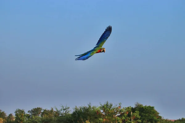 One macaw parrot is flying.