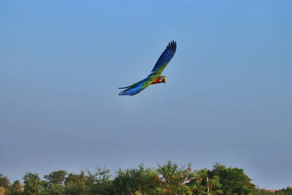 One Macaw Parrot Flying Stock Photo