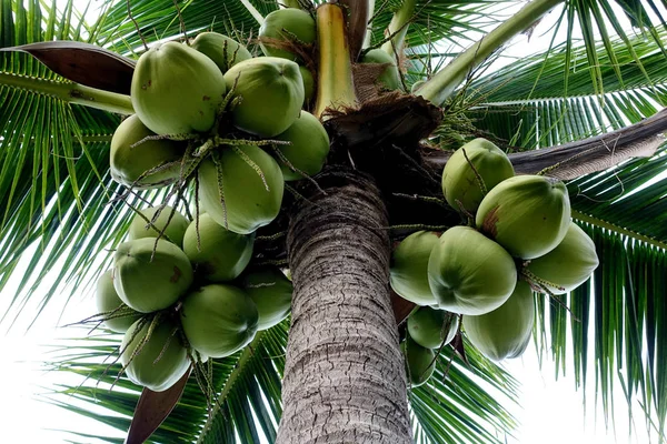 Kokosnussbaum Und Volle Kokosnuss — Stockfoto