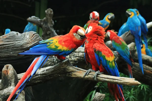 Papağan Etkileyici Öpüşüyor — Stok fotoğraf
