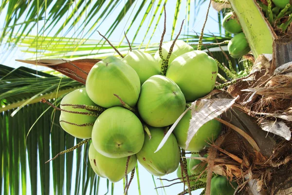 Coconut fruit in the garden with good taste.