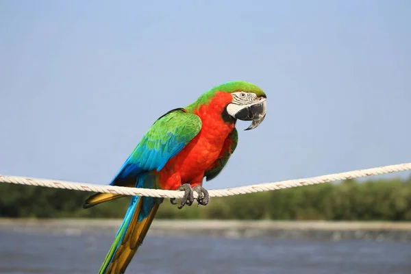 Macaw Papağan Üzerinde — Stok fotoğraf
