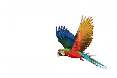 One macaw parrot is flying. clipart