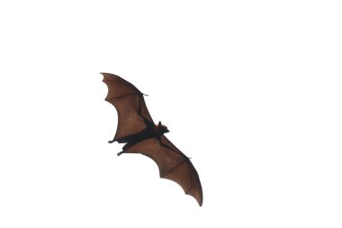 Bir yarasa beyaz arka planile uçuyor.