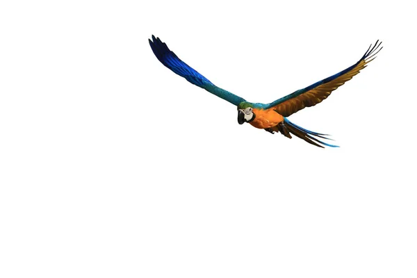 一匹のマコーオウムは翼で美しく飛ぶ — ストック写真