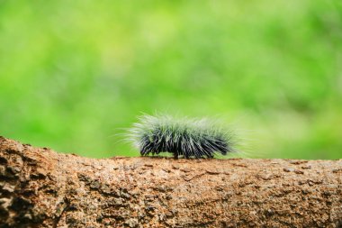 Bir solucan ağaca tırmanıyor..