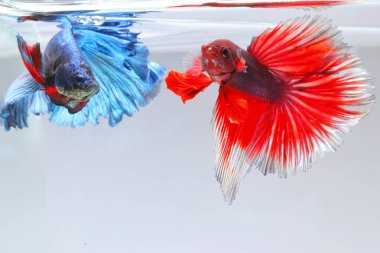 Kırmızı ve mavi betta balık yüzmek - birbirlerinin jestleri görmek için geliyor