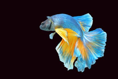 Mavi kuyruklu betta balık, sarı, çok güzel