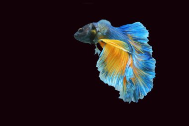 Mavi ve sarı karışık mücadele balık, çok güzel.