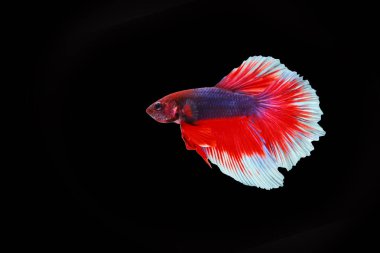 Mücadele kırmızı ve beyaz karışık balık ve siyah arka plan