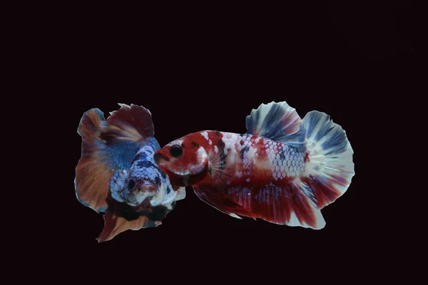 Zwei Fantasievolle Kampffische Schön Und Bunt — Stockfoto
