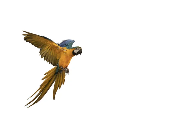 Macaw Volare Con Uno Sfondo Bianco Immagine Stock