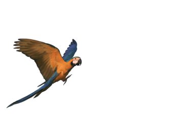 Uçan papağan kanatları.