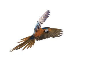 Bir macaw izole edilmiş beyaz arkaplan