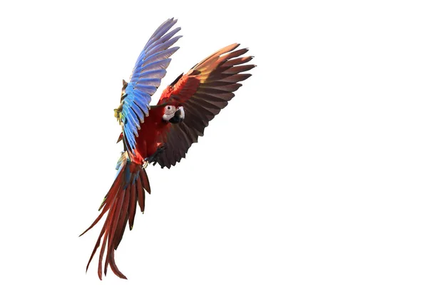 Een Papegaai Met Prachtige Vleugels Witte Achtergrond Geïsoleerd — Stockfoto