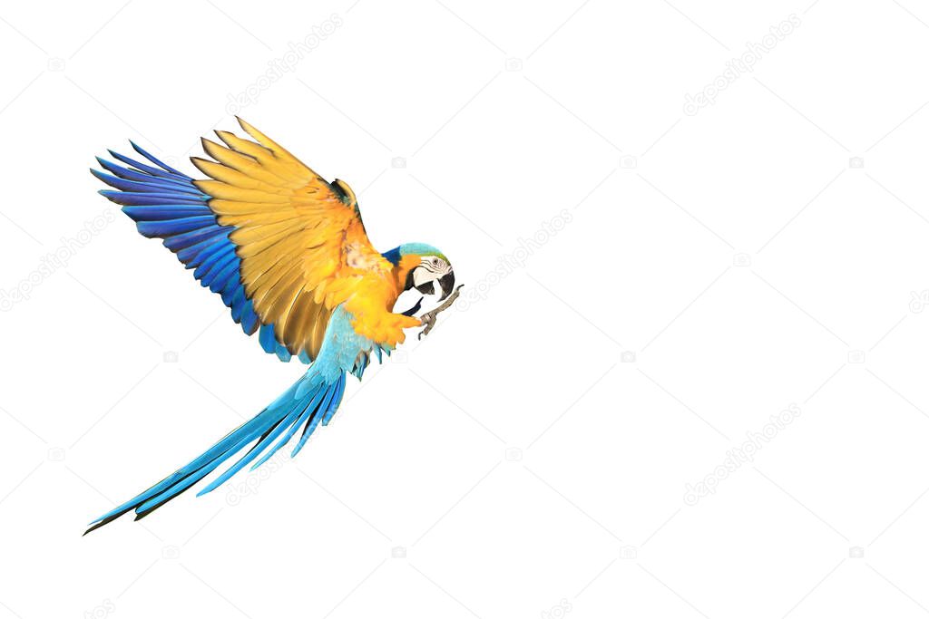 A macaw parrot, a beautiful flight of a macaw