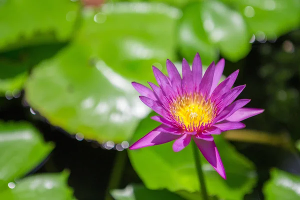 Purple lotus bloom