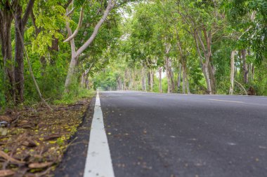 Yol boyunca ağaçlarla kaplı