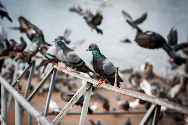 Rebanho de pombos no pontão — Fotografia de Stock