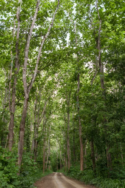 Rural road in the jungle