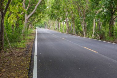 Yol boyunca ağaçlarla kaplı