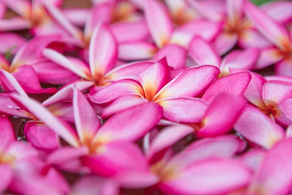Närbild Plumeria blommor — Stockfoto