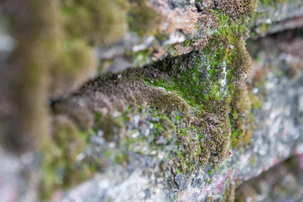 Musgo e líquen na parede de concreto — Fotografia de Stock