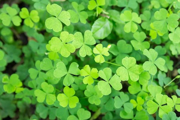 Güzel Ahşap Sorrel  