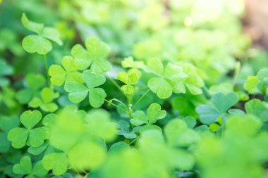 Güzel Ahşap Sorrel  