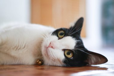 Sevimli kedi yaramaz